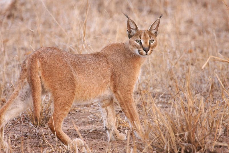 Caracal