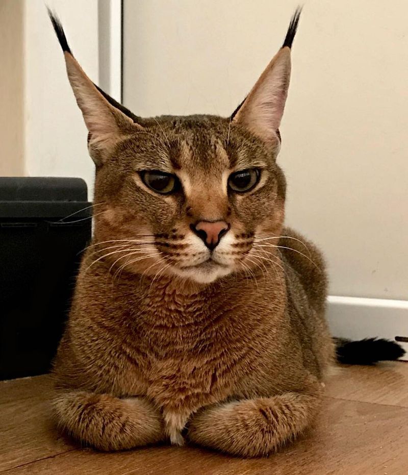 Caracal Cat