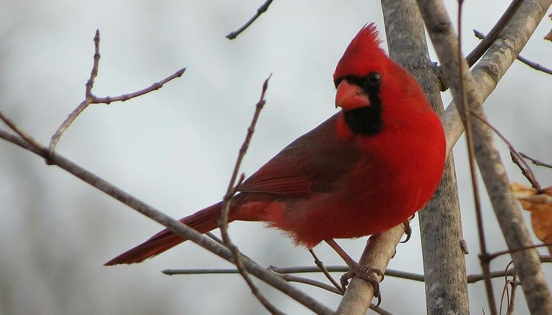 Cardinal