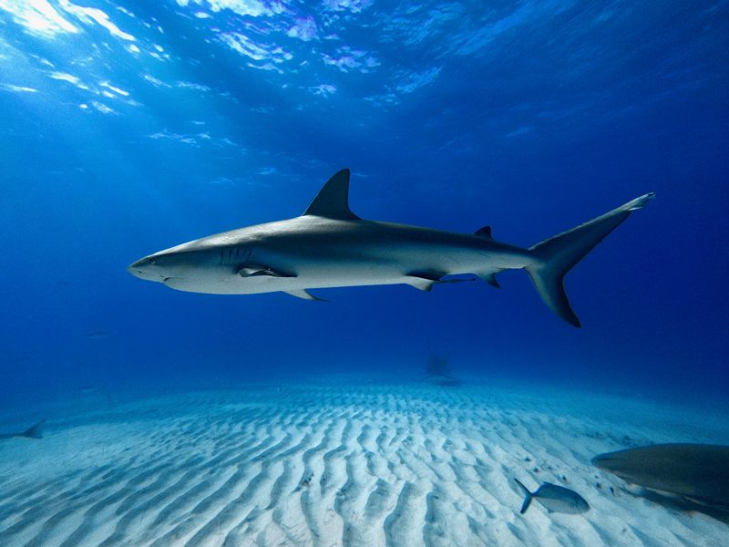 Caribbean Reef Shark