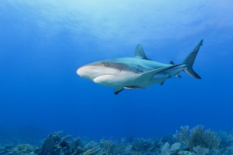 Caribbean Reef Shark