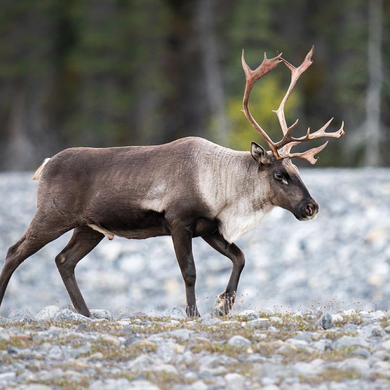 Caribou