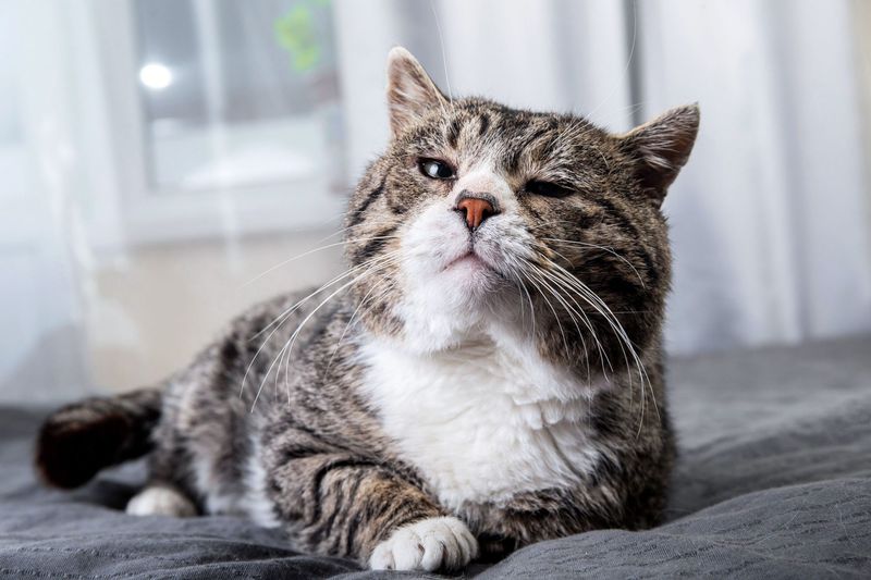 Caring for Senior Cats