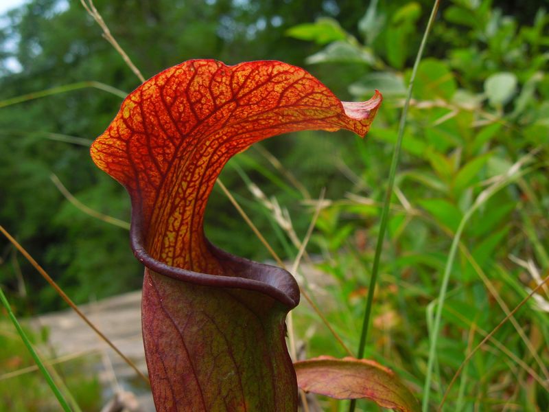 Carnivorous Pitcher Plants