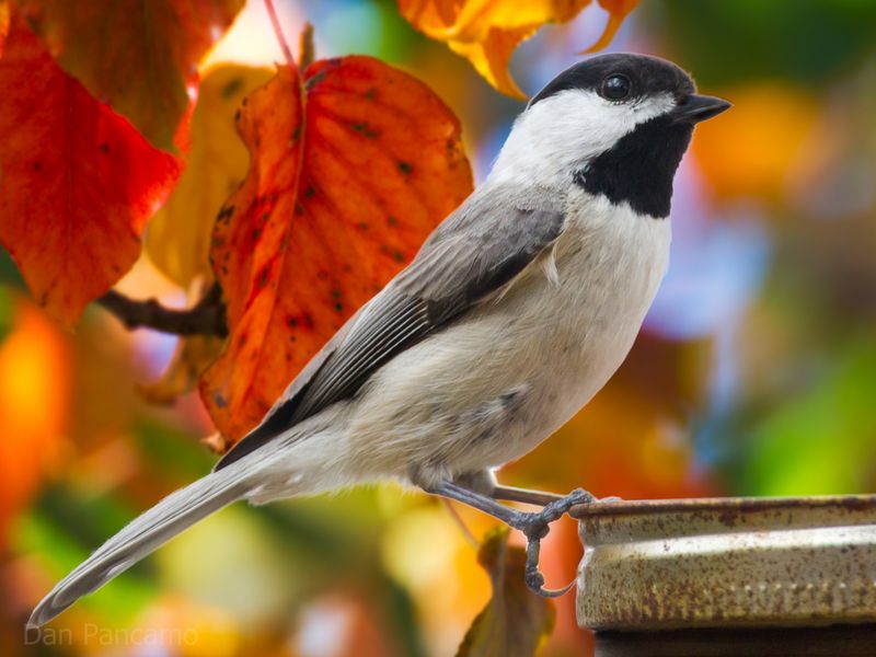 Carolina Chickadee