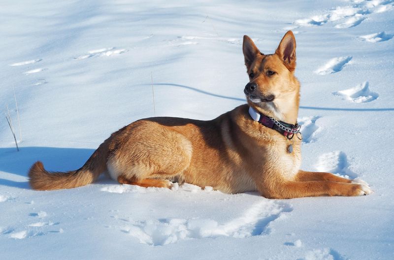 Carolina Dog