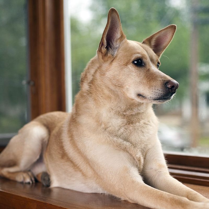 Carolina Dog