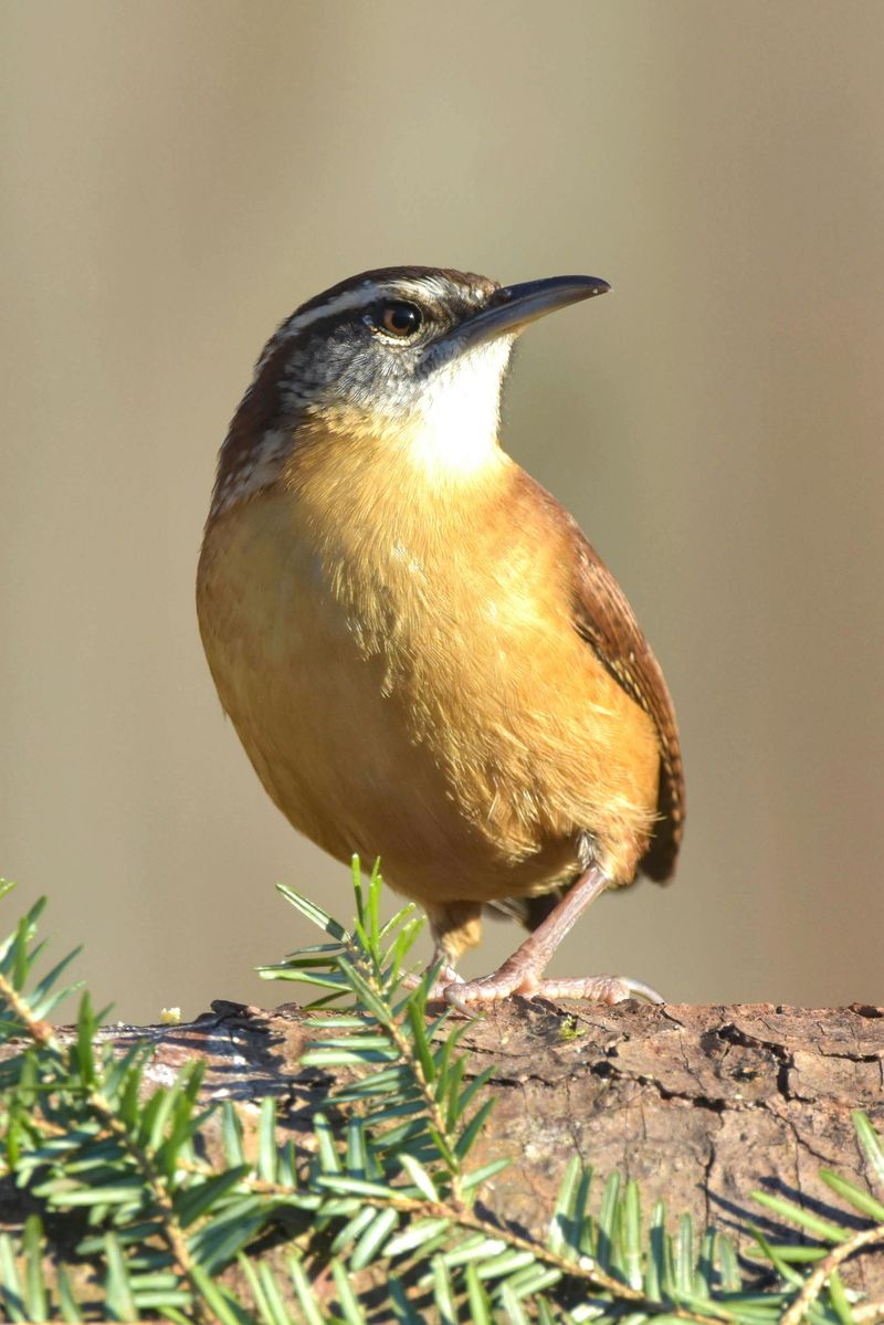 Carolina Wren