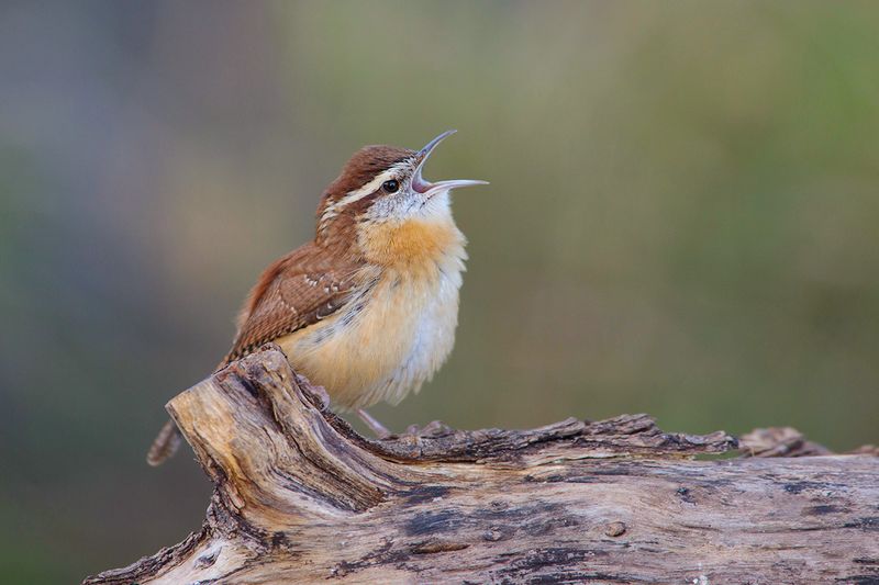 Carolina Wren