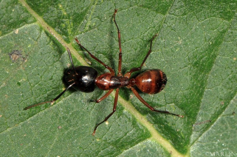 Carpenter Ant