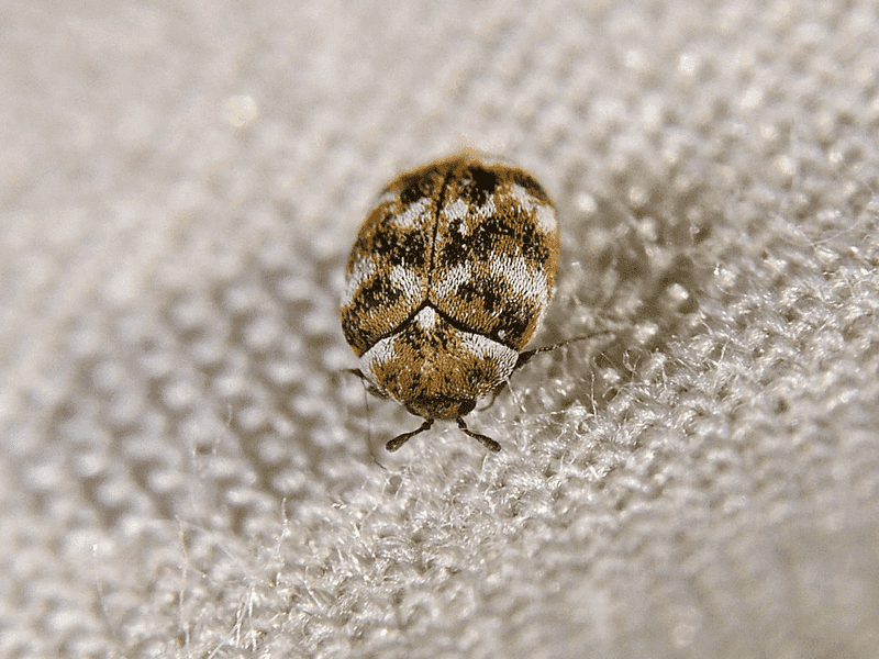 Carpet Beetles