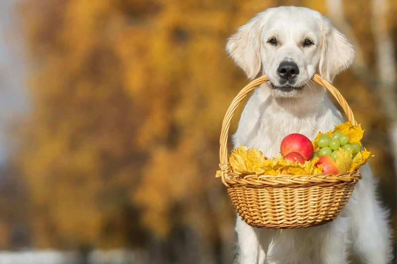 Carry a Basket