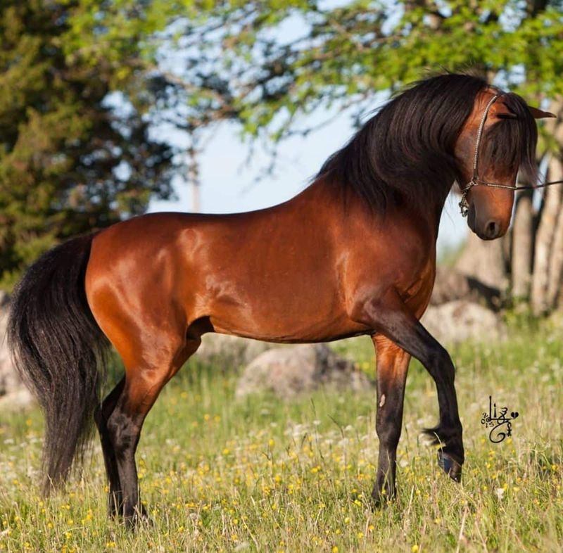 Caspian Horse