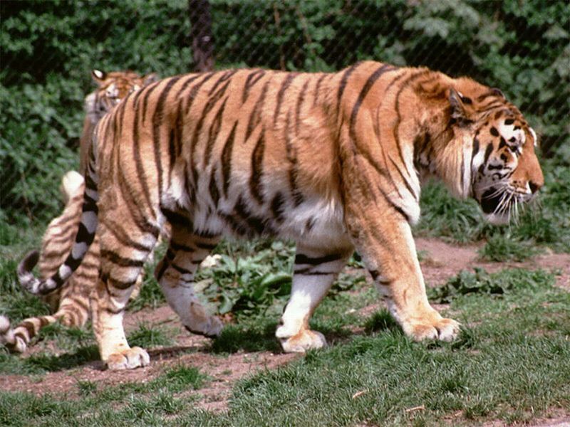 Caspian Tiger