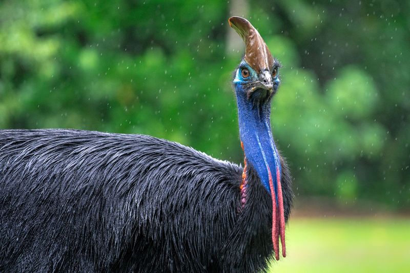 Cassowary