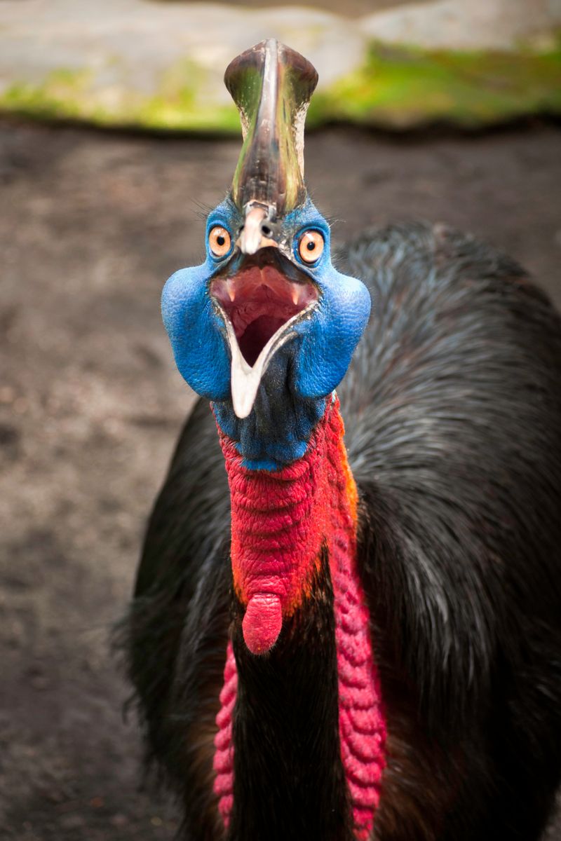 Cassowary