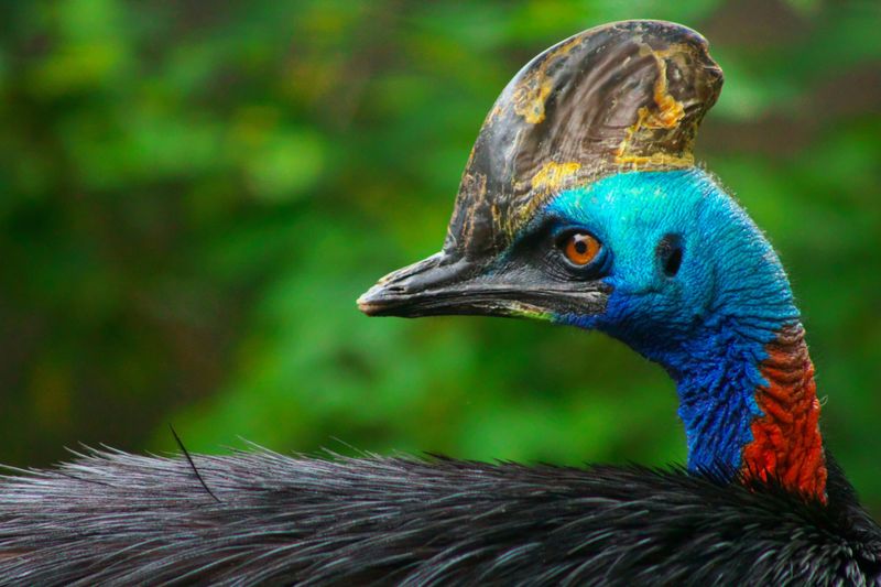 Cassowary