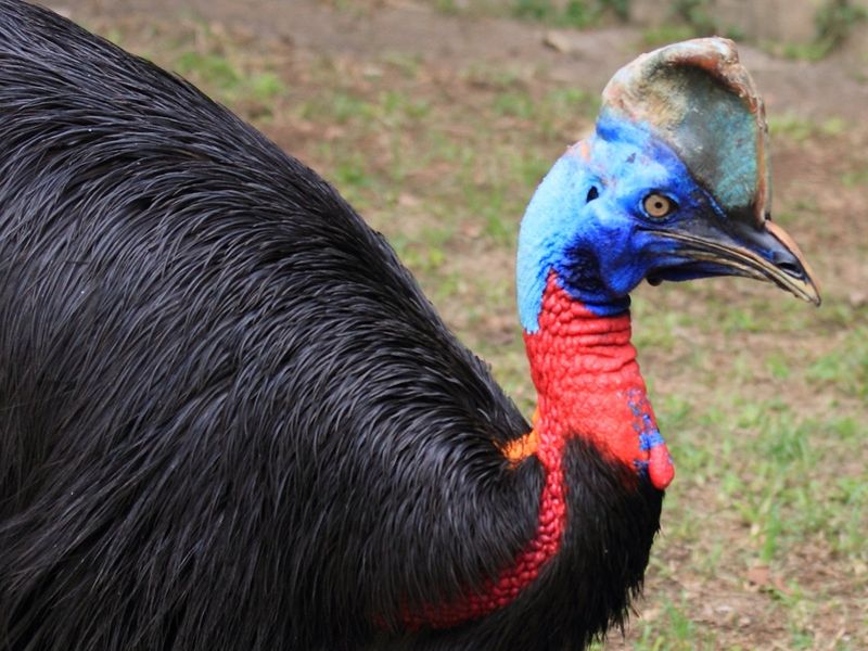 Cassowary