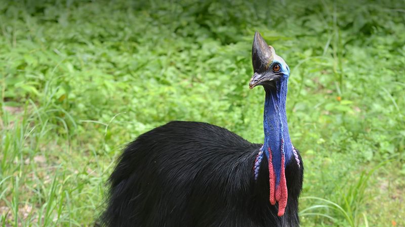 Cassowary