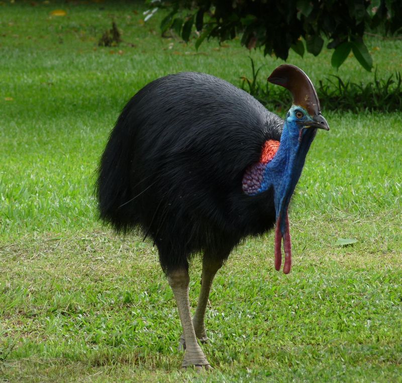 Cassowary