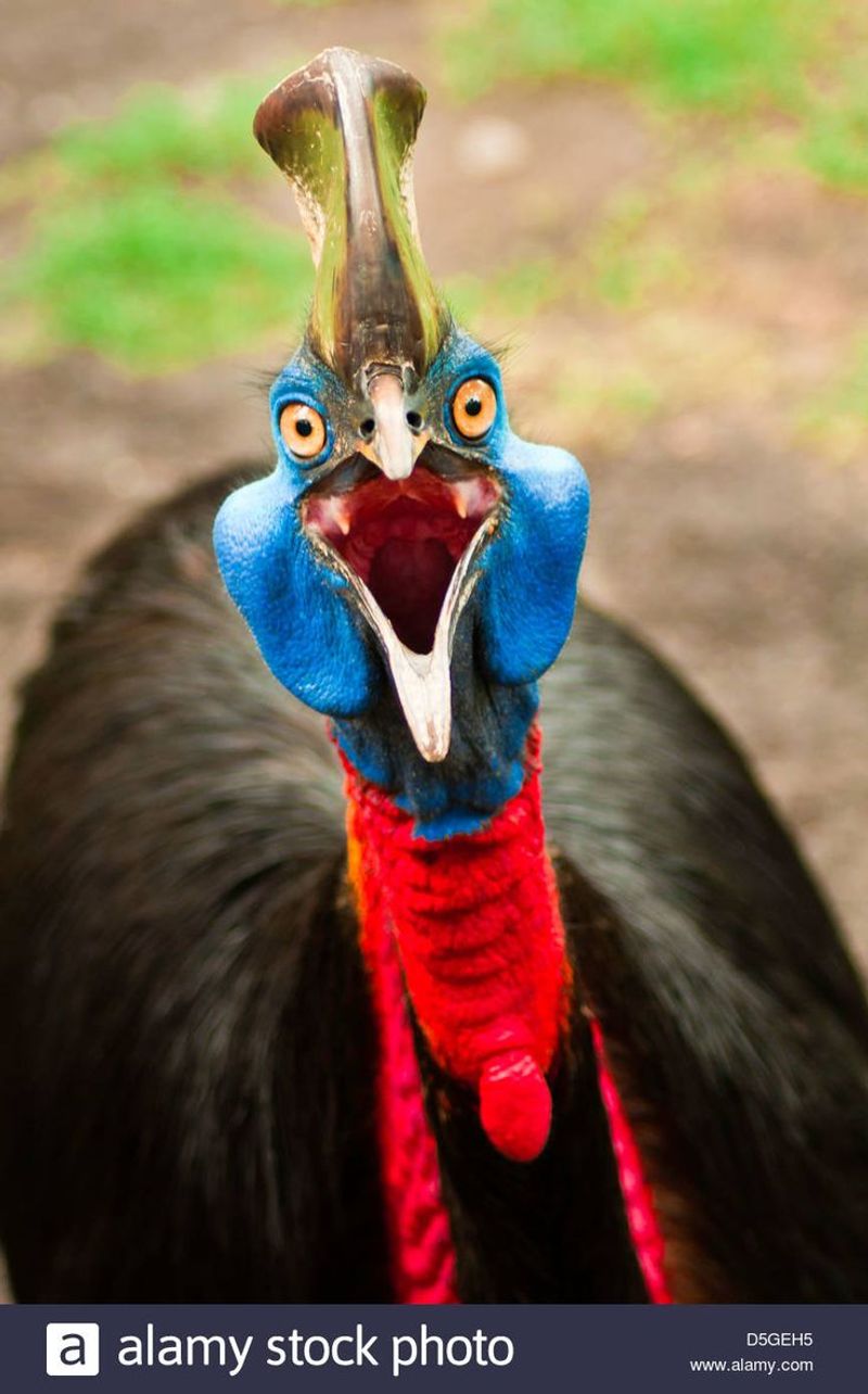 Cassowary