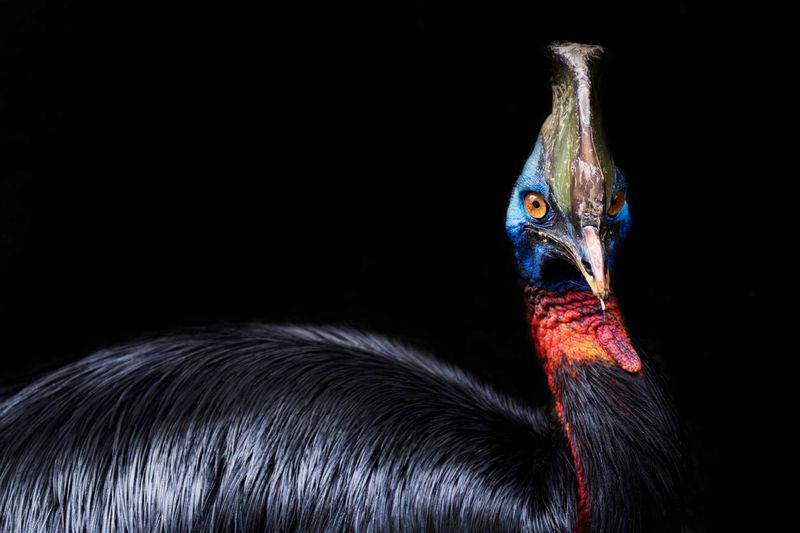 Cassowary