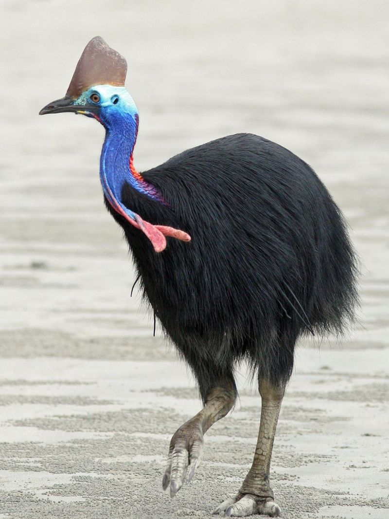 Cassowary