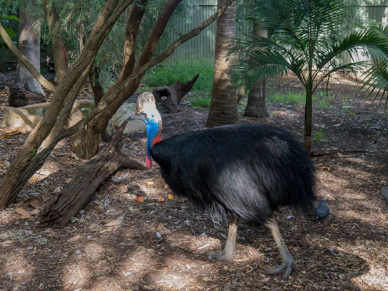 Cassowary