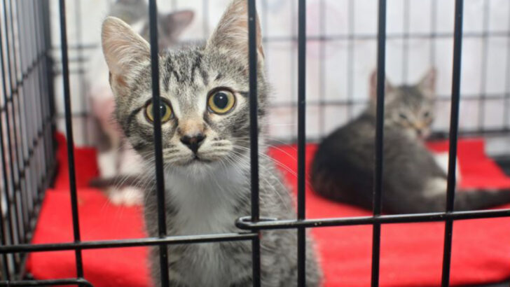 Adopting a Cat? 17 Cat Adoption Mistakes to Avoid