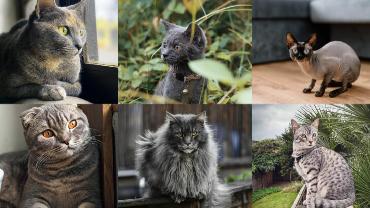 Cat Breeds That Are Surprisingly Dangerous