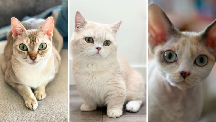 Cat Breeds That Stay Small and Irresistibly Cute Forever