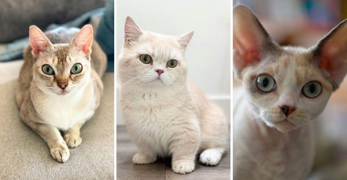 15 Cat Breeds That Stay Small and Irresistibly Cute Forever - Exploring ...