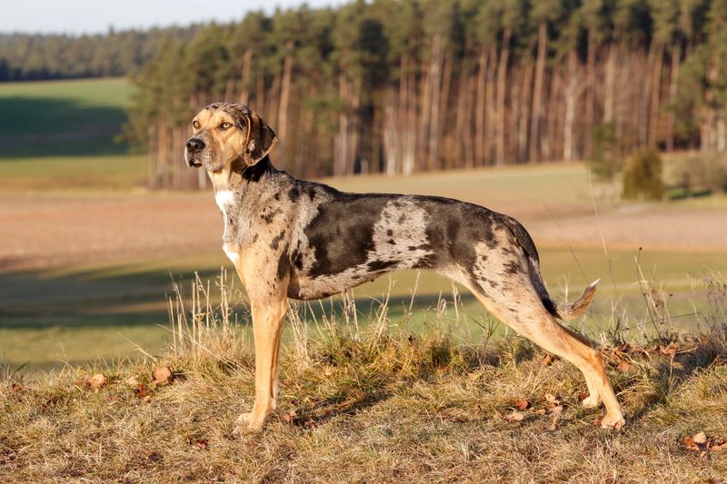 Catahoula Leopard Dog