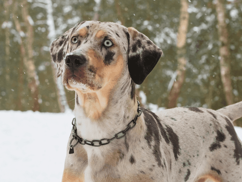 Catahoula Leopard Dog