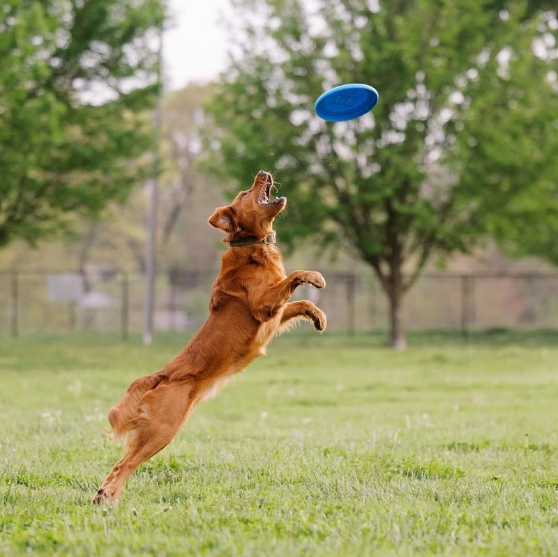 Catch a Frisbee