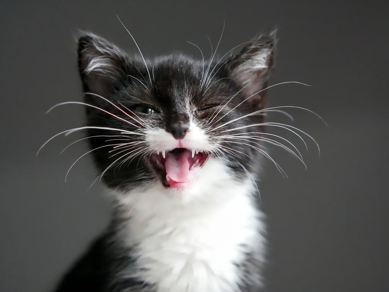 Cats' Whiskers Are Highly Sensitive