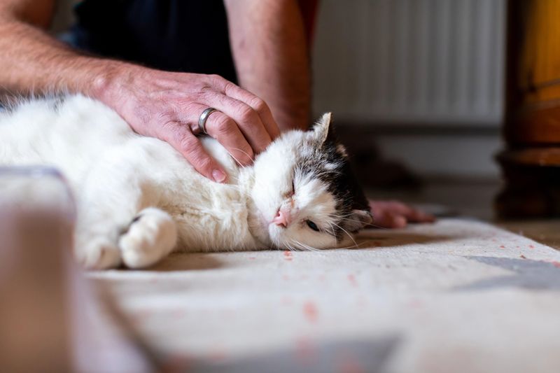 Cats' Purring Has Healing Powers