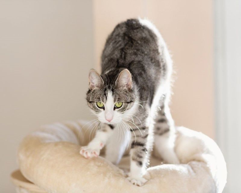 Cats' Kneading is a Comfort Behavior