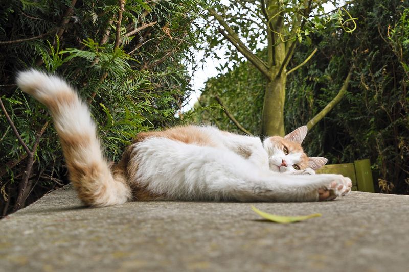 Cats' Tails Speak Volumes