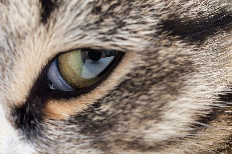 Cats' Eyes Have a Third Eyelid