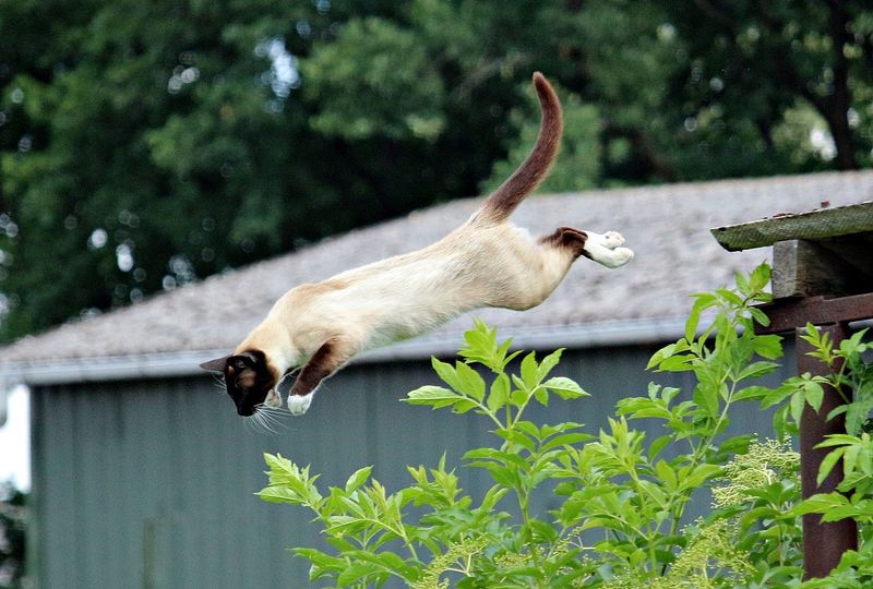 Cats Can Jump Great Heights