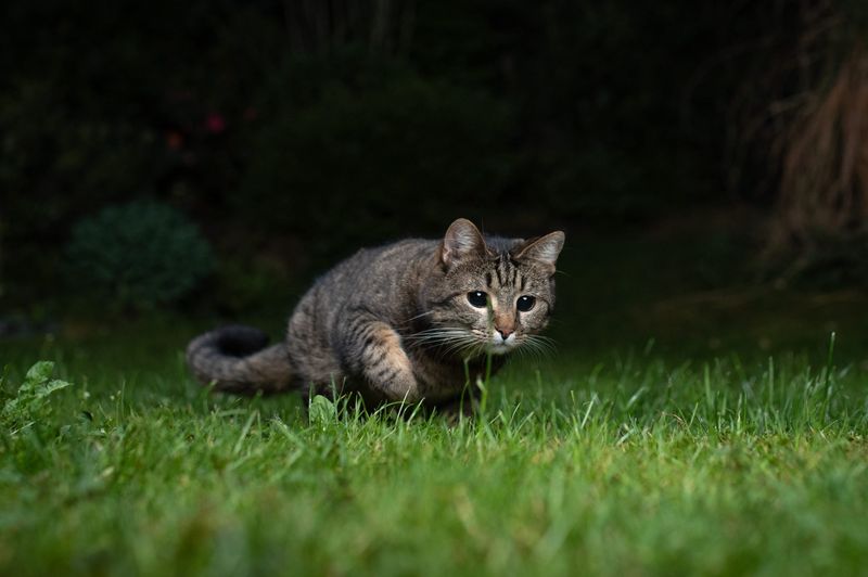 Cats Have Powerful Night Vision