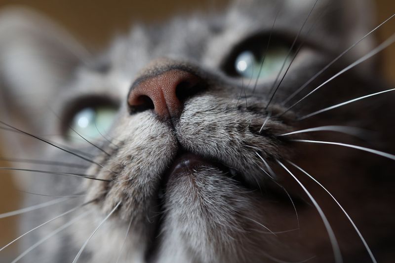 Cats Have Unique Nose Prints