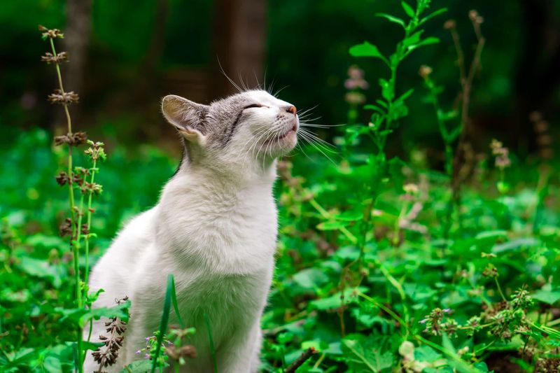 Cats Have a Remarkable Sense of Smell