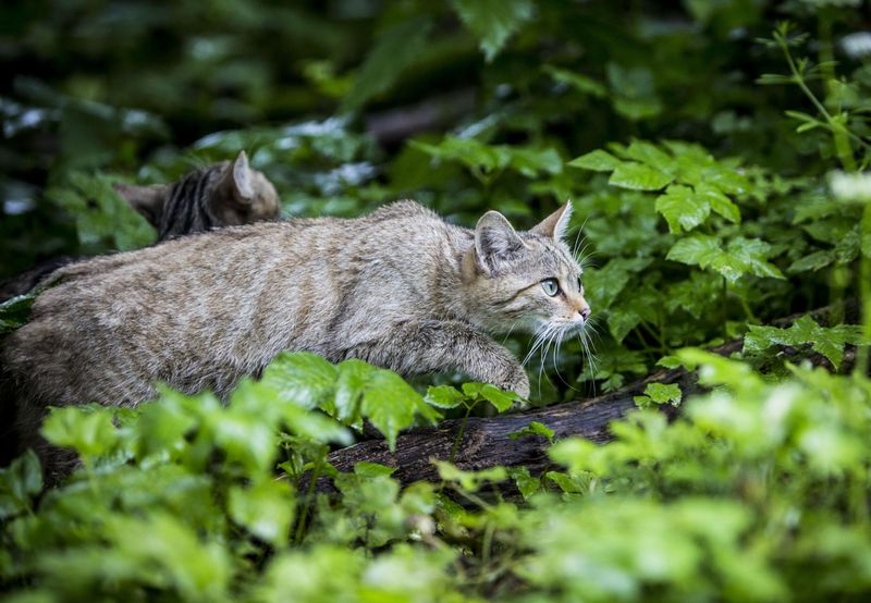 Cats Have a Strong Territorial Instinct