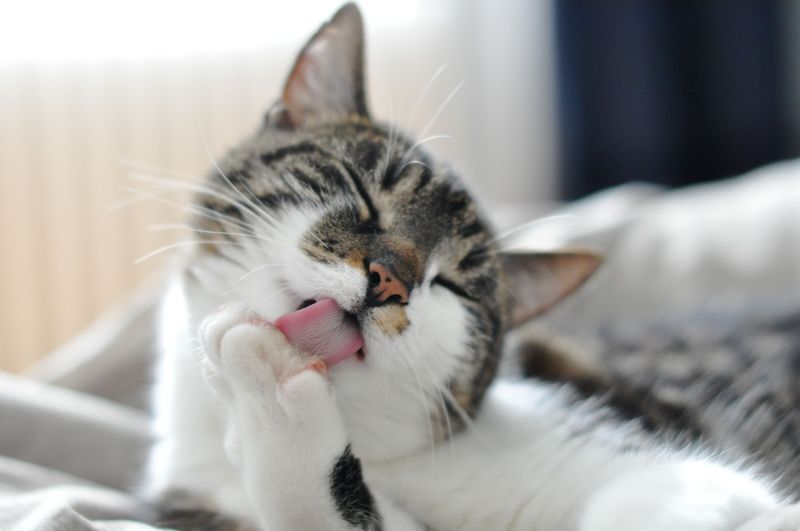 Cats Have a Unique Grooming Ritual