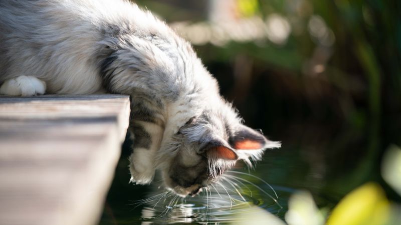 Cats Have a Unique Way of Drinking