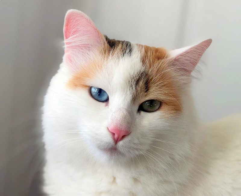 Cats Have a Wide Range of Eye Colors