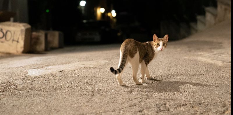 Cats Must Not Roam at Night - Australia