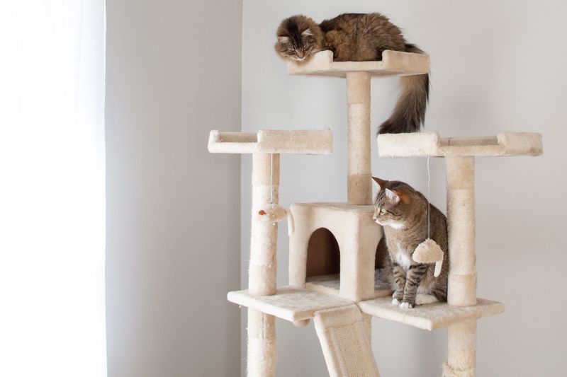 Cats Prefer Vertical Spaces